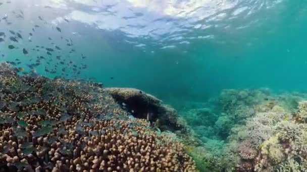Коралловый риф с рыбой под водой. Камиген, Филиппины — стоковое видео