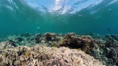 Mercan resiflerinin sualtı dünyası.