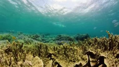 Mercan kayalıkları ve tropikal balıklar. Camiguin, Filipinler