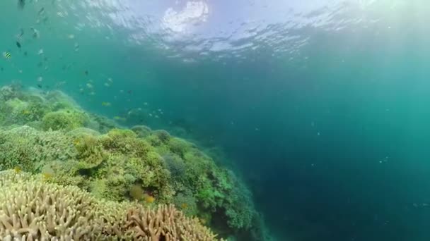 Koraalrif en tropische vissen onder water. Camiguin, Filipijnen — Stockvideo