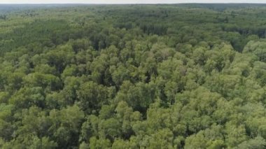 Yeşil orman üzerinde uçuş.
