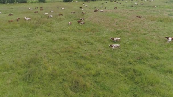 Les vaches paissent dans les pâturages
