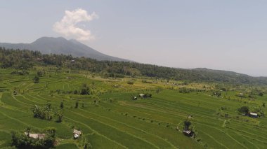 Endonezya 'da pirinç terasları ve tarım arazileri