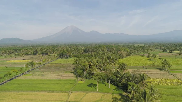 Рисовые террасы и сельскохозяйственные угодья в Индонезии — стоковое фото