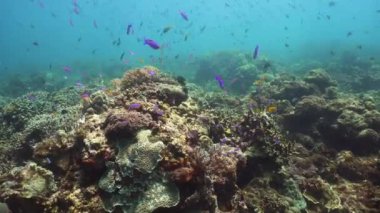 Mercan resiflerinin sualtı dünyası.
