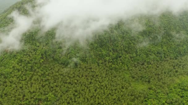 熱帯雨林に覆われた山,フィリピン,シアルガオ. — ストック動画