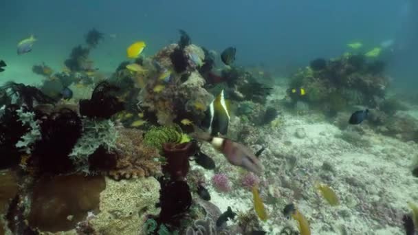 Коралловый риф и тропическая рыба. Камиген, Филиппины — стоковое видео