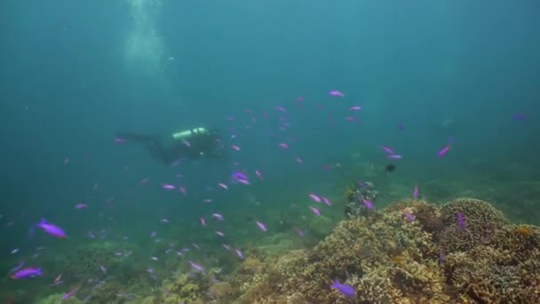 Suyun altında balıklı mercan kayalıkları. Camiguin, Filipinler — Stok video