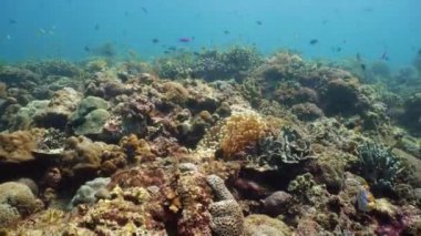 Suyun altında balıklı mercan kayalıkları. Camiguin, Filipinler