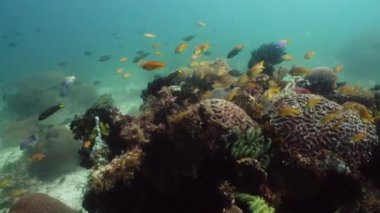 Mercan kayalıkları ve tropikal balıklar. Camiguin, Filipinler