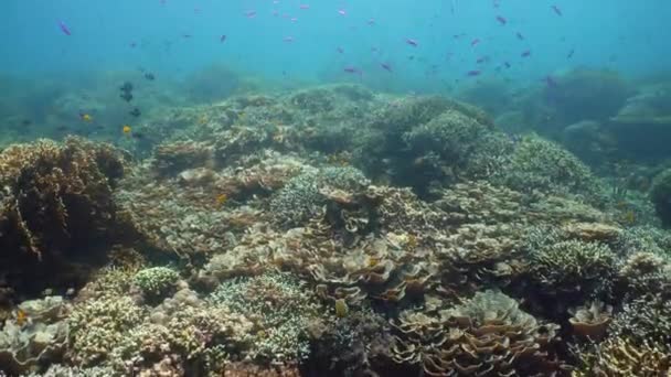 Arrecife de coral y peces tropicales. Camiguin, Filipinas — Vídeos de Stock