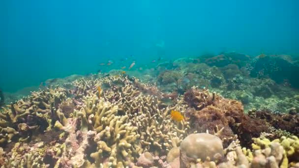 Κοραλλιογενή ύφαλο και τροπικά ψάρια. Camiguin, Φιλιππίνες — Αρχείο Βίντεο