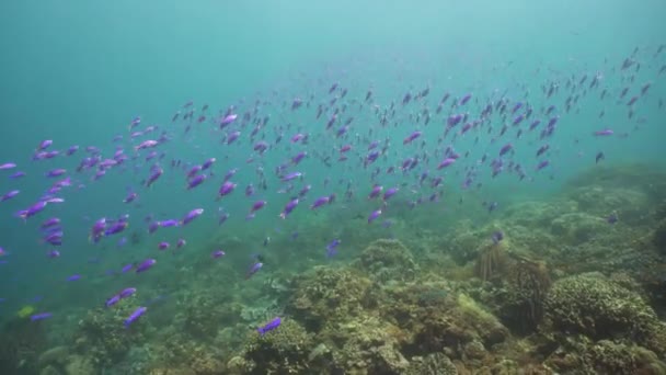 Arrecife de coral con peces bajo el agua. Camiguin, Filipinas — Vídeos de Stock