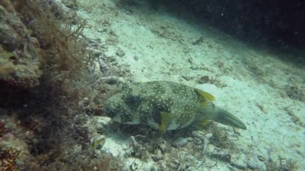 Tortue de mer verte sous l'eau aux Philippines. — Video