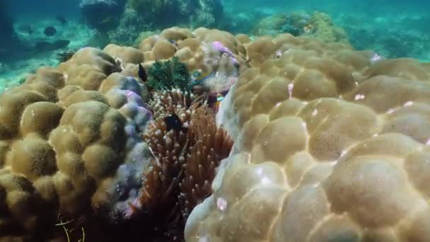 Korallrev och fiskar under vatten. — Stockvideo