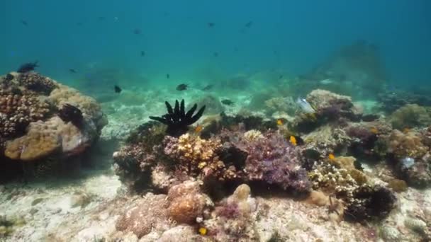 Arrecife de coral y peces tropicales bajo el agua. Camiguin, Filipinas — Vídeos de Stock