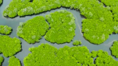 Mangrove ormanının ve nehrin havadan görünüşü.