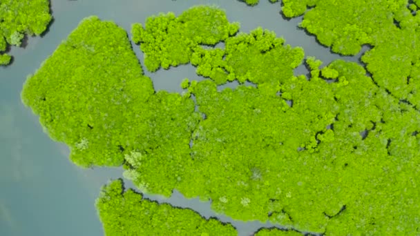 Luchtfoto van Mangrove bos en rivier. — Stockvideo