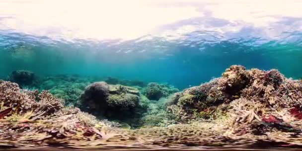 Karang karang dengan ikan di bawah air 360VR. Camiguin, Filipina — Stok Video