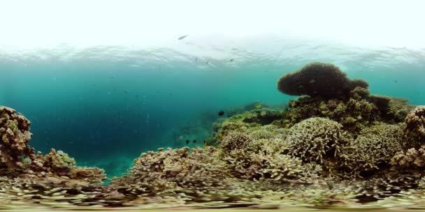 Arrecife de coral y peces tropicales 360VR. Camiguin, Filipinas — Vídeo de stock