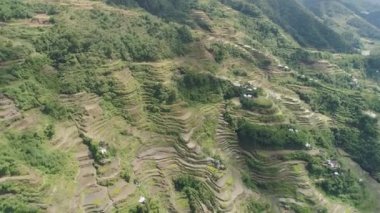 Dağlarda pirinç terasları. Filipinler, Batad, Banaue.