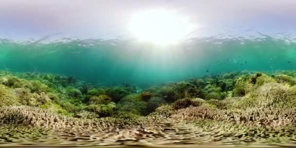 Coral reef and tropical fish 360VR. Camiguin, Philippines — Stock Video