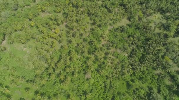 ヤシの木と熱帯の風景。フィリピン、ルソン島 — ストック動画