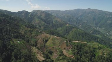 Filipinler 'de bir dağ ilinde tarım arazisi, Luzon