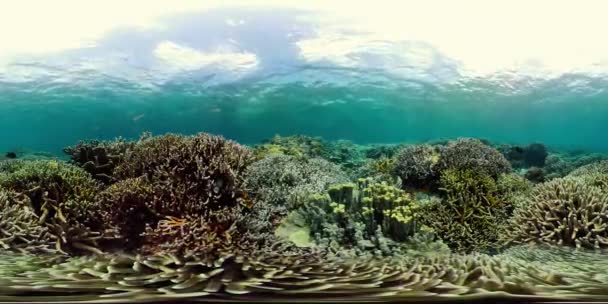 O mundo subaquático de um recife de coral 360VR. — Vídeo de Stock