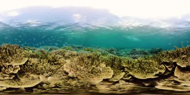 Recifes de corais e peixes tropicais subaquáticos 360VR. Camiguin, Filipinas — Vídeo de Stock