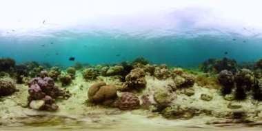 Suyun altındaki balıklı mercan resifi 360VR. Camiguin, Filipinler