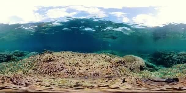 The underwater world of a coral reef 360VR. — Stock Video