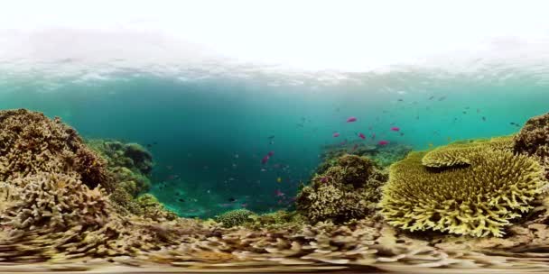 Arrecife de coral con peces bajo el agua 360VR. Camiguin, Filipinas — Vídeo de stock