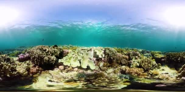 珊瑚礁，水下鱼类360VR 。Camiguin，菲律宾 — 图库视频影像