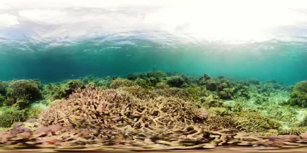 Korallrev och tropisk fisk 360VR. Camiguin, Filippinerna — Stockvideo