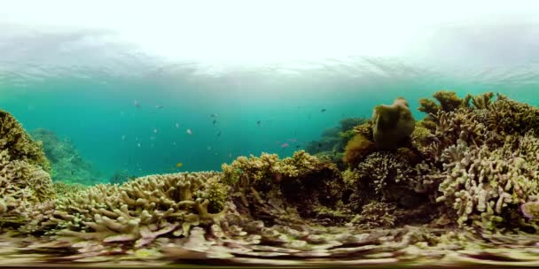 Récif corallien avec poissons sous-marins 360VR. Camiguin, Philippines — Video