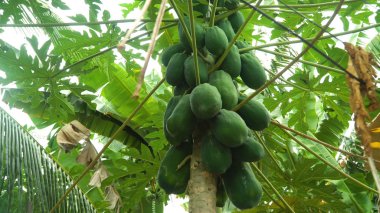 Ağaçtaki yeşil papaya.