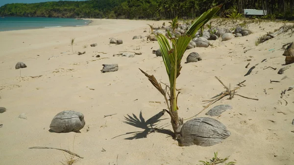 热带海滩上的椰子树发芽. — 图库照片