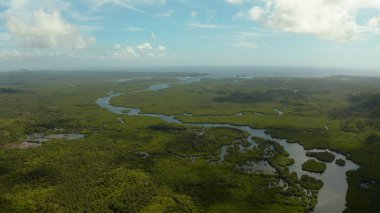 Mangrove ormanının ve nehrin havadan görünüşü.
