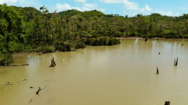 Yağmur ormanlarındaki bataklık. Siargao, Filipinler.