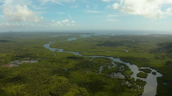 Aerial view of Mangrove forest and river.