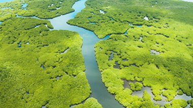Mangrove ormanının ve nehrin havadan görünüşü.