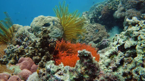 Arrecife de coral y peces bajo el agua. — Foto de Stock