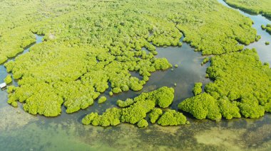 Mangrove ormanının ve nehrin havadan görünüşü.