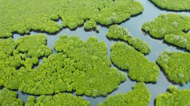 Mangrove ormanının ve nehrin havadan görünüşü.