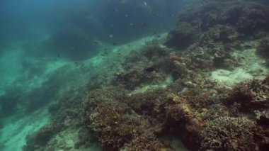 Mercan resifi ve tropikal balıklar su altında. Camiguin, Filipinler