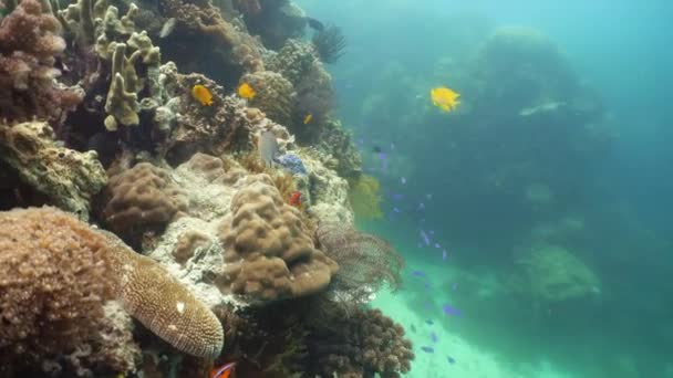 Recifes de coral e peixes tropicais. Camiguin, Filipinas — Vídeo de Stock