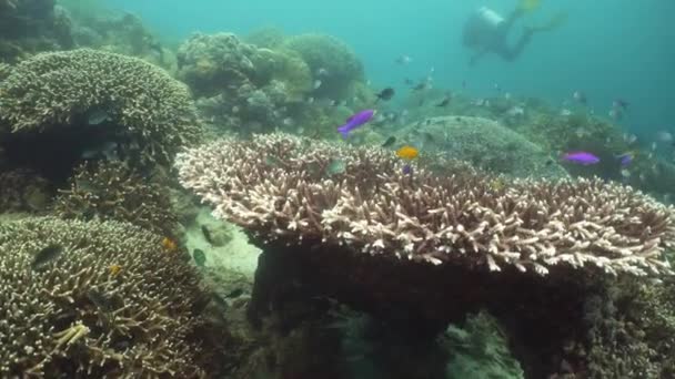 Podmořský svět korálového útesu. — Stock video