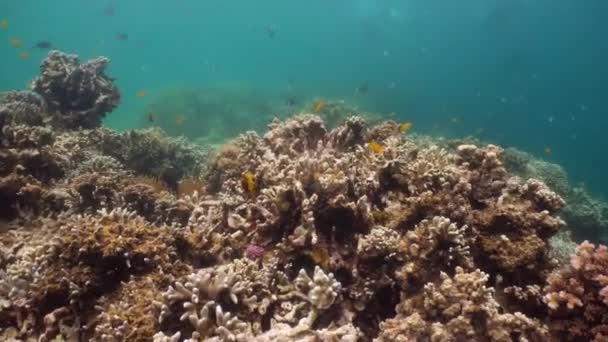 O mundo subaquático de um recife de coral. — Vídeo de Stock