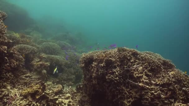 Récif corallien et poissons tropicaux sous-marins. Camiguin, Philippines — Video